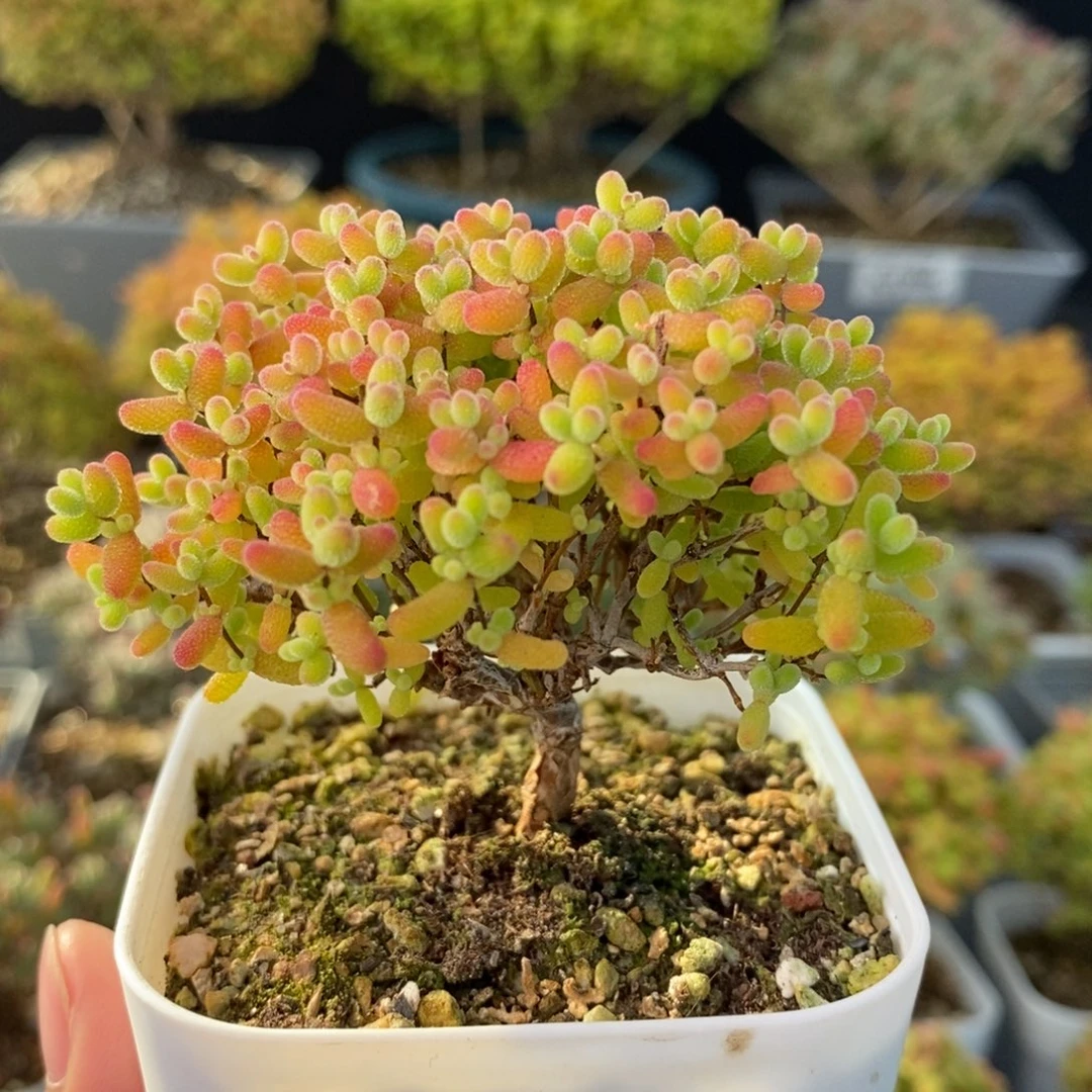 1413蜜橘糖球 。