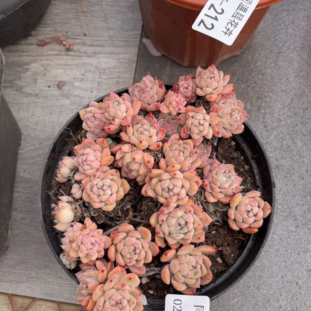 同温层多肉213霜花