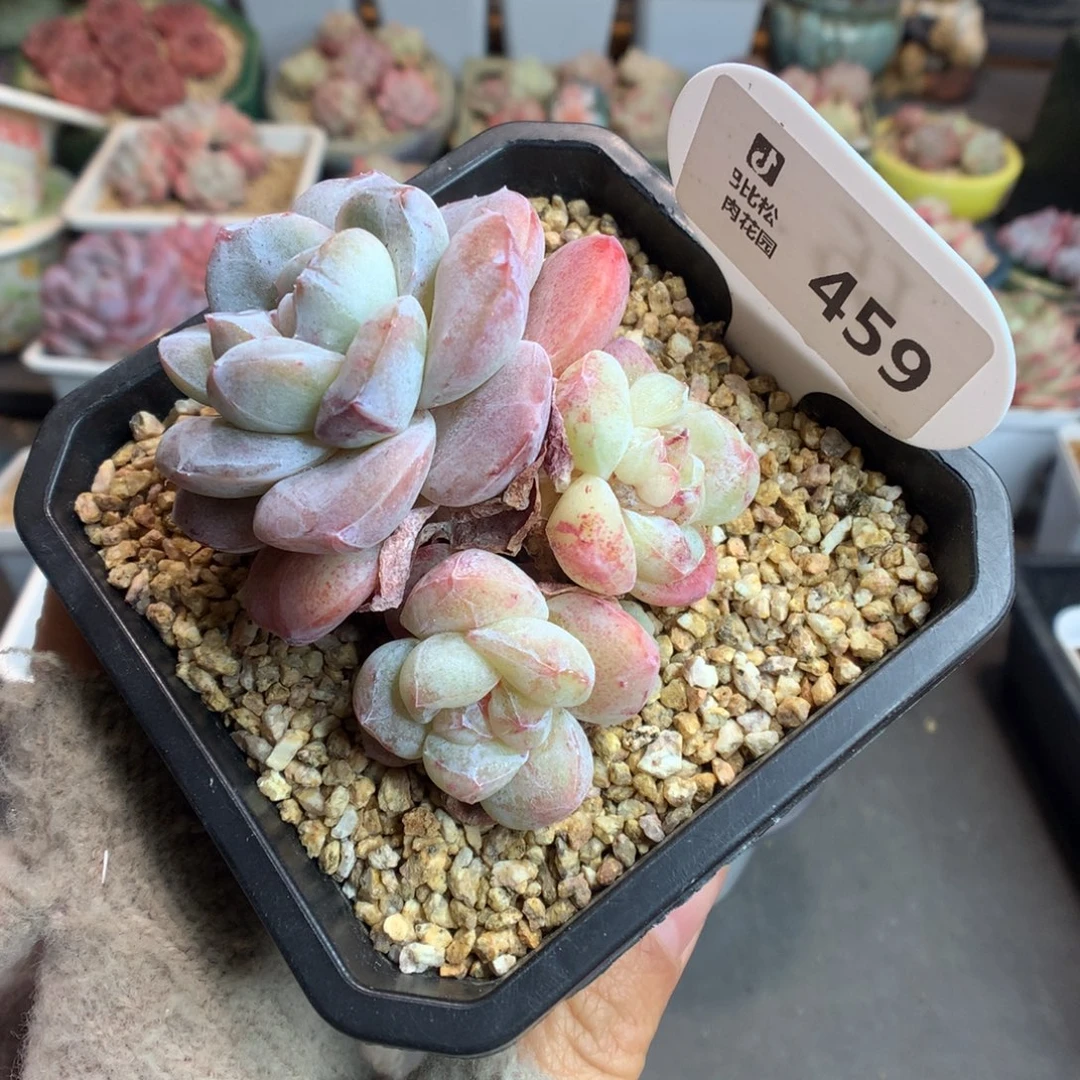 459三头冰玉石化多肉