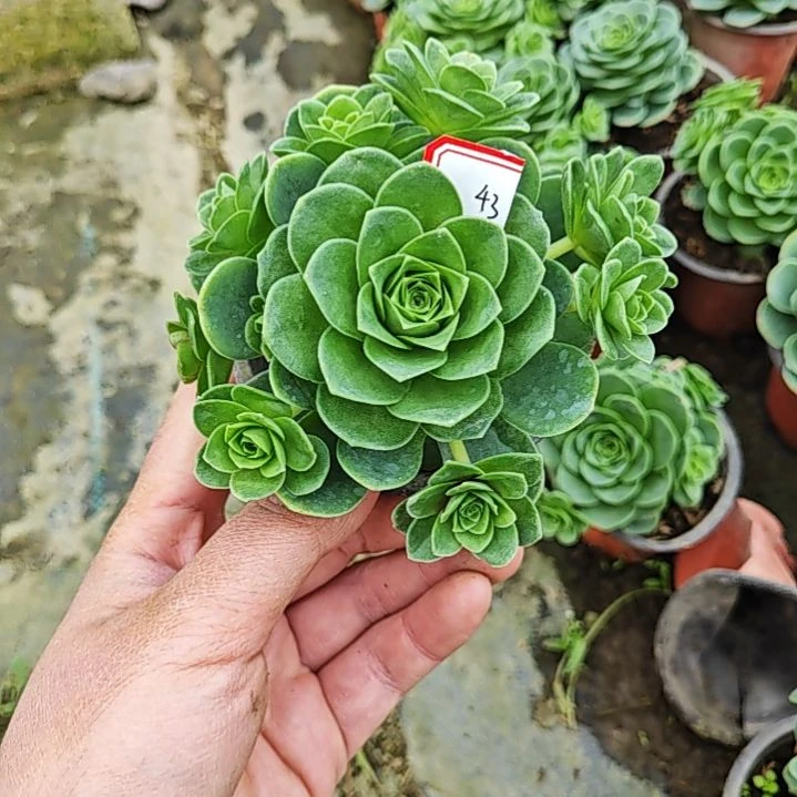 山地玫瑰多肉 43