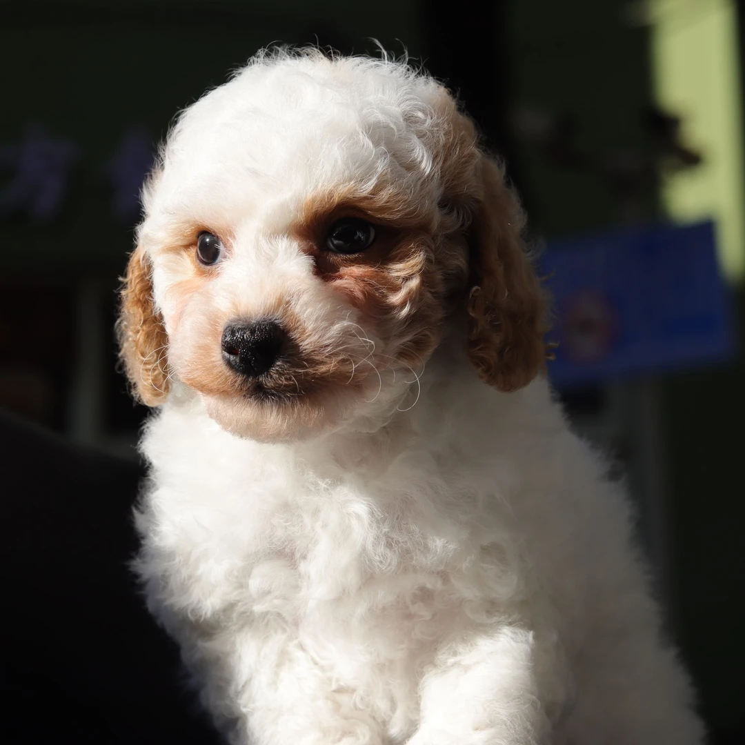 3号狗狗小体花泰迪公小狗