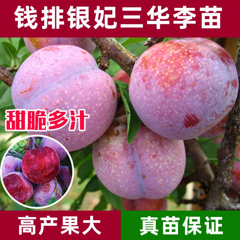 广东钱排银妃三华李高压苗圈枝苗红心李苗果树苗可盆栽可地栽