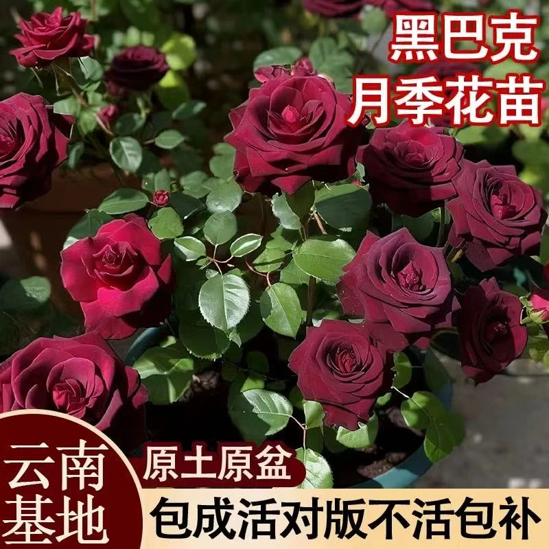 云南直发【黑巴克】玫瑰大苗月季阳台花卉四季开花办公室复色花卉