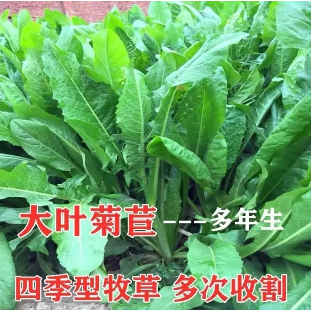 菊苣草种籽大叶菊苣四季生长高产牧草种子牛免鸡鸭菜多年生lz