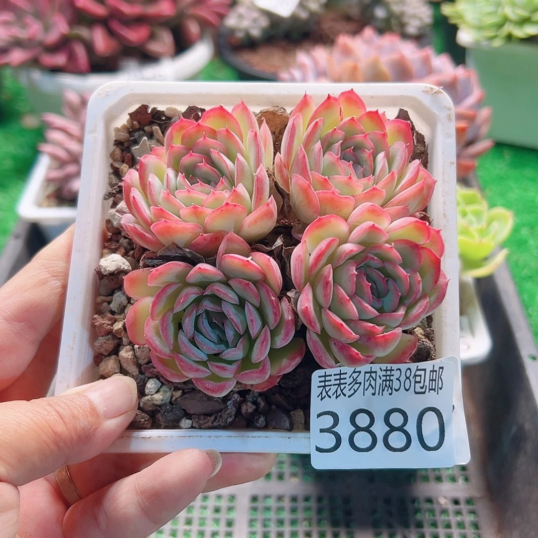 无花朵多肉一物一拍植物3880