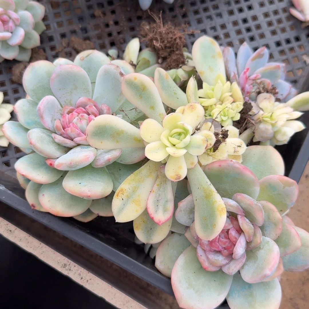 一堆到如今的如今