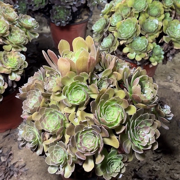多肉植物赤焰莲20