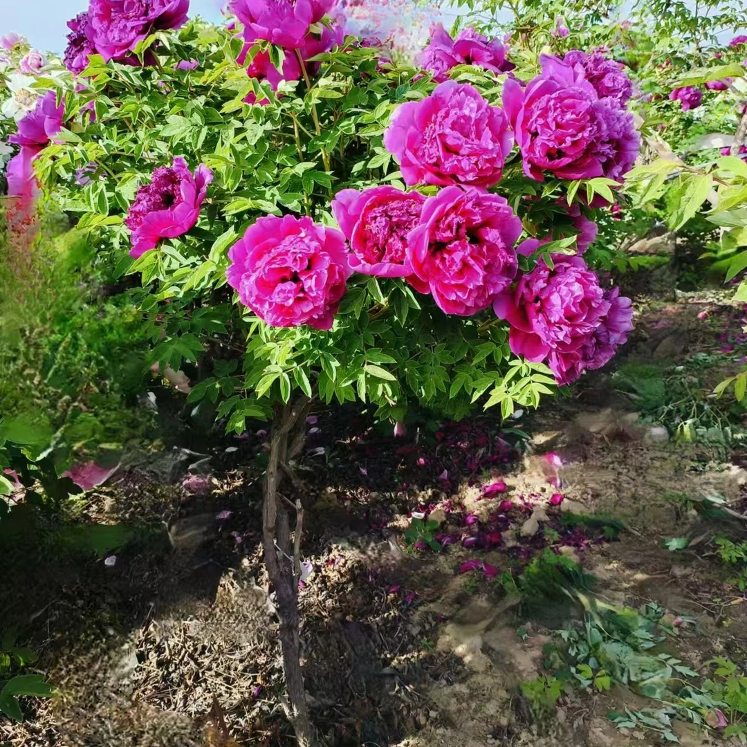 老桩独杆牡丹树，一物一价格，苗圃现卖现挖（到付，不包邮）