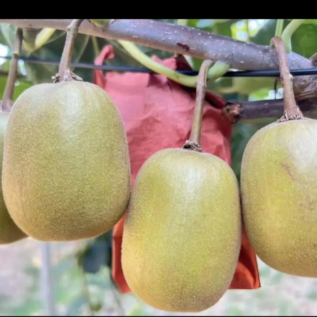 苍溪县元坝镇红心农产品猕猴桃当季新鲜孕妇水果自然熟奇异果天气