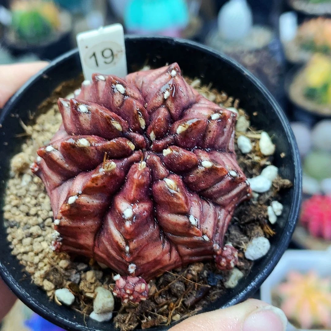 非偏远地区满25包邮仙人球