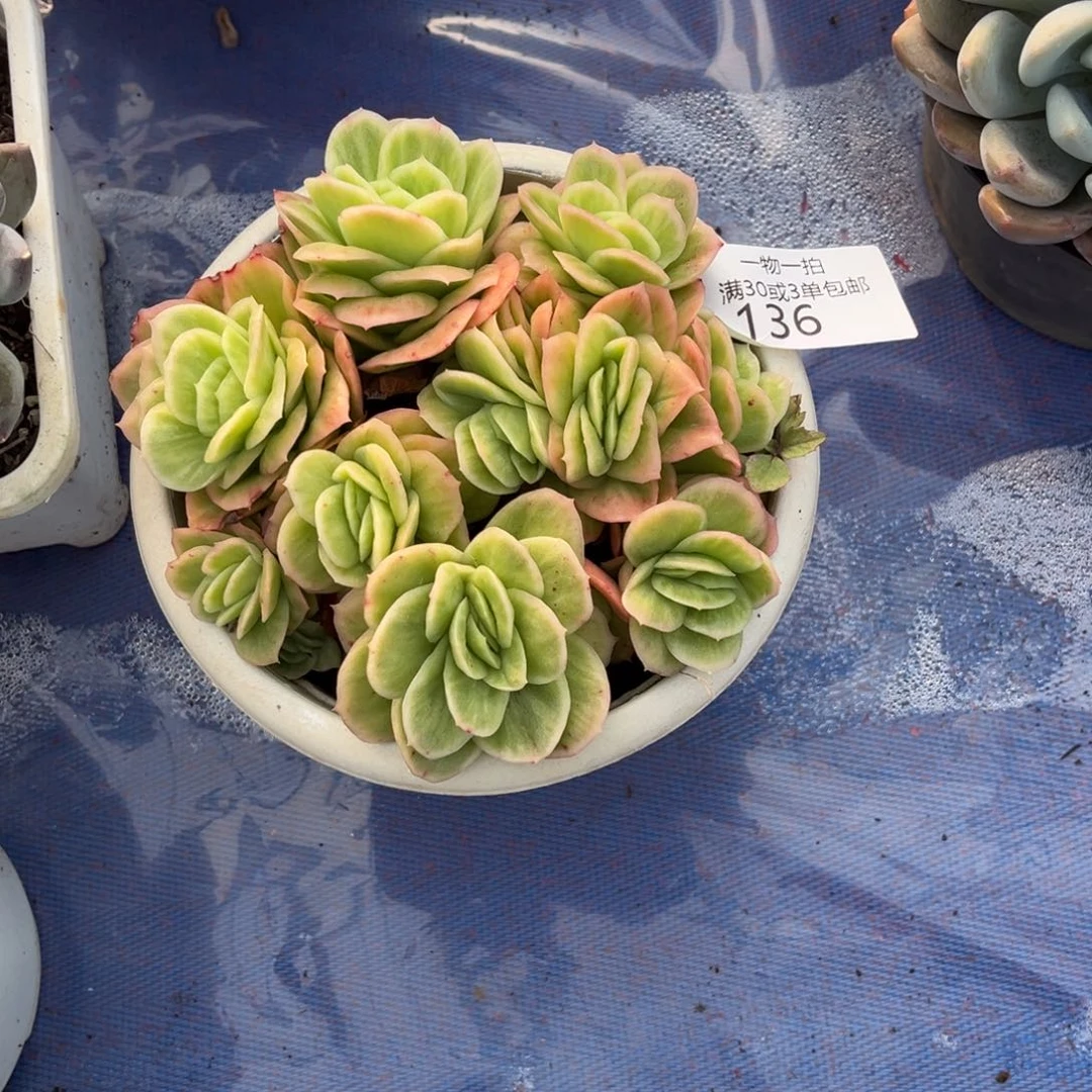 136冰玫瑰锦多肉植物……
