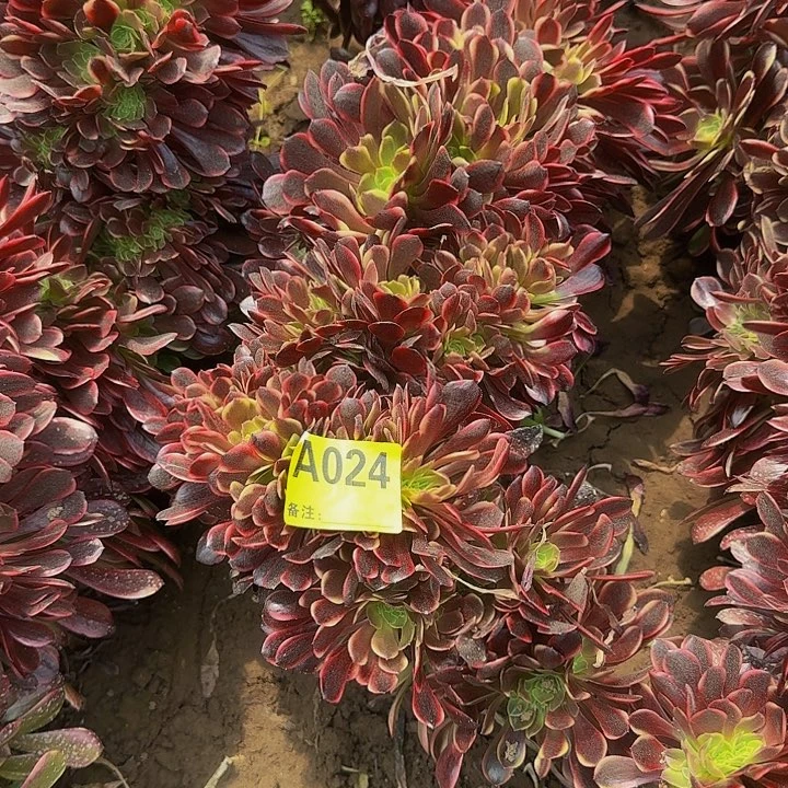 精品缀化一物一拍24