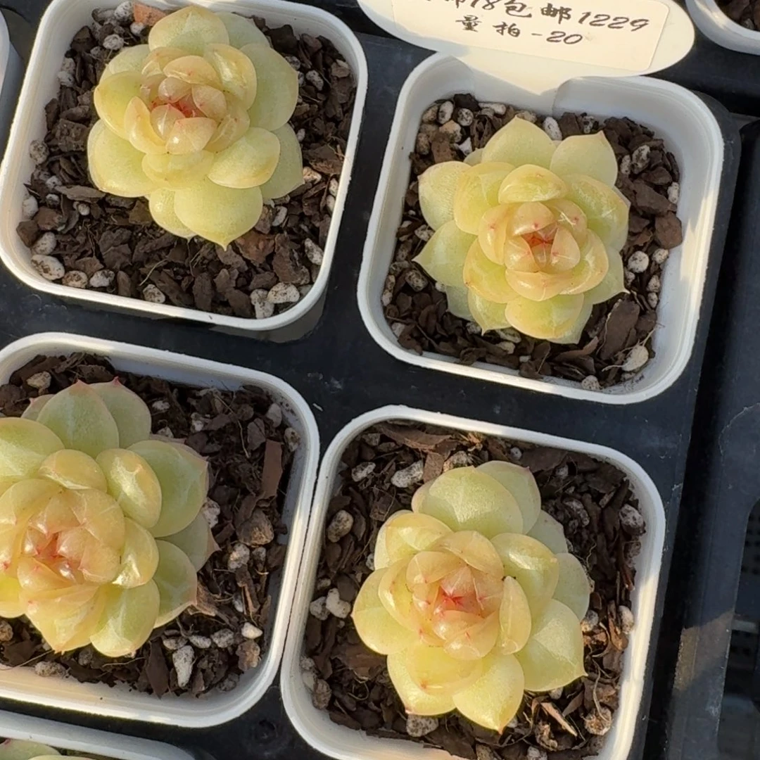 1229-020-海洋之星a一颗量拍