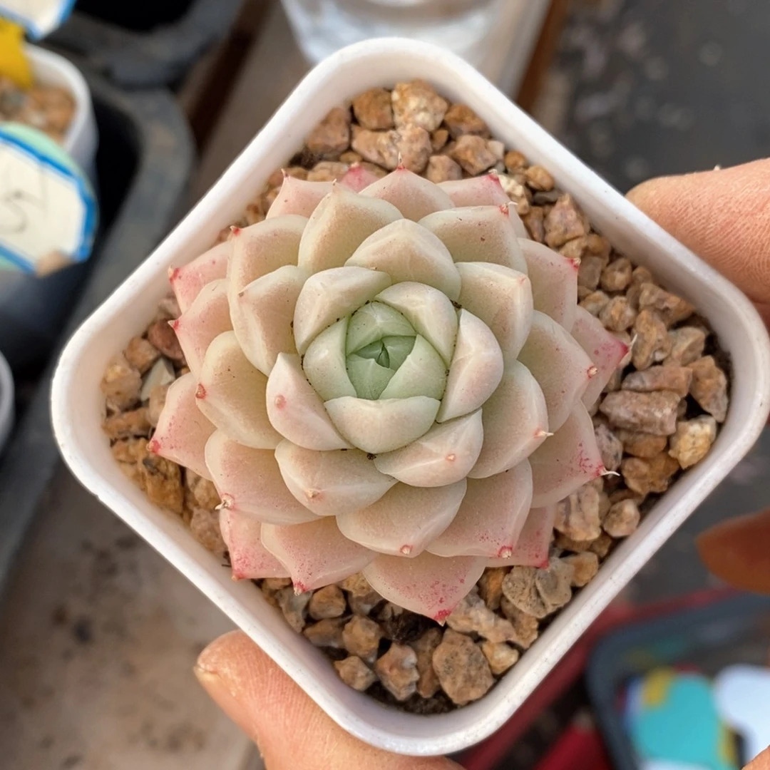 精品多肉一物一拍不包整50