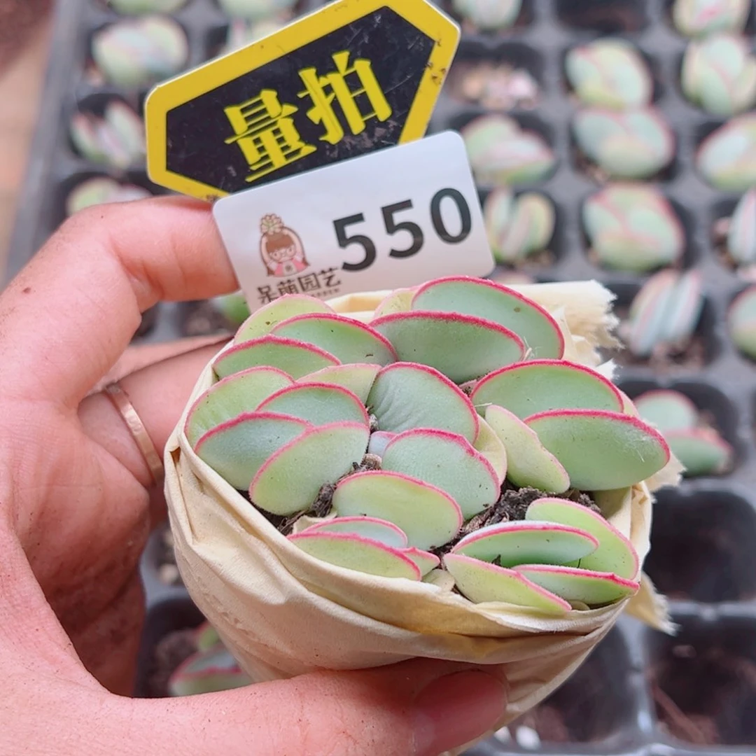 当前无花朵，栽培后可花朵