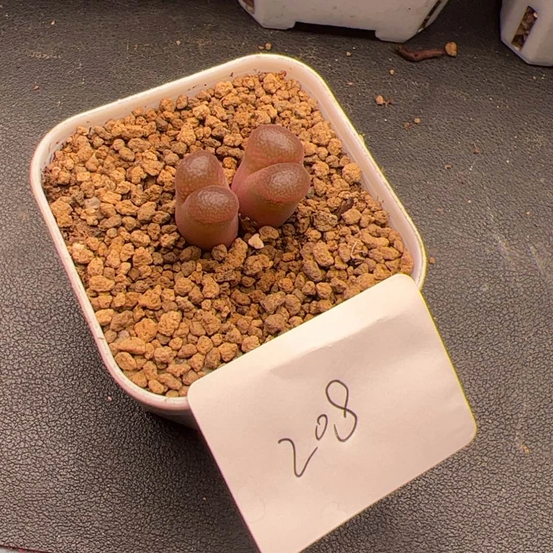 A****95.28风铃多肉植物208