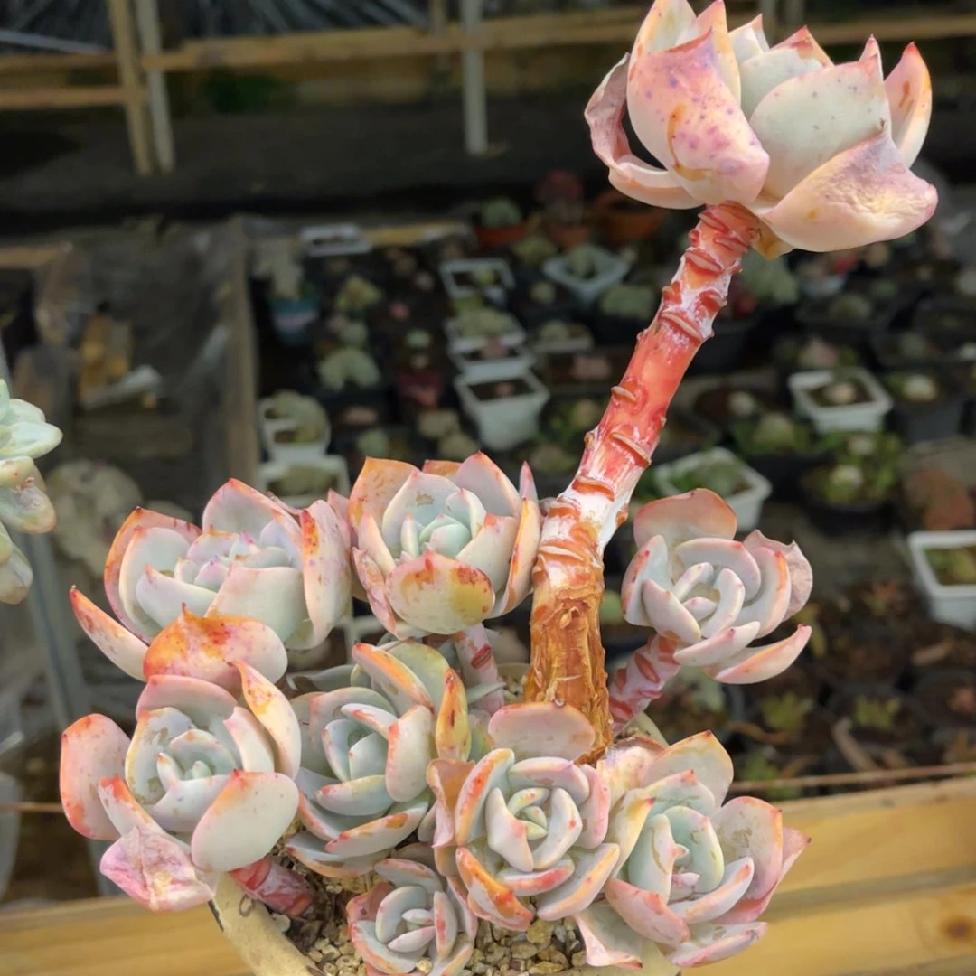 梦*玉3767385335566