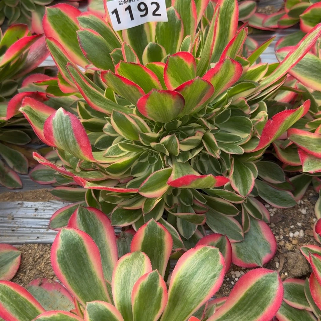 恃**骄1192妖月到秋费用。多肉植物