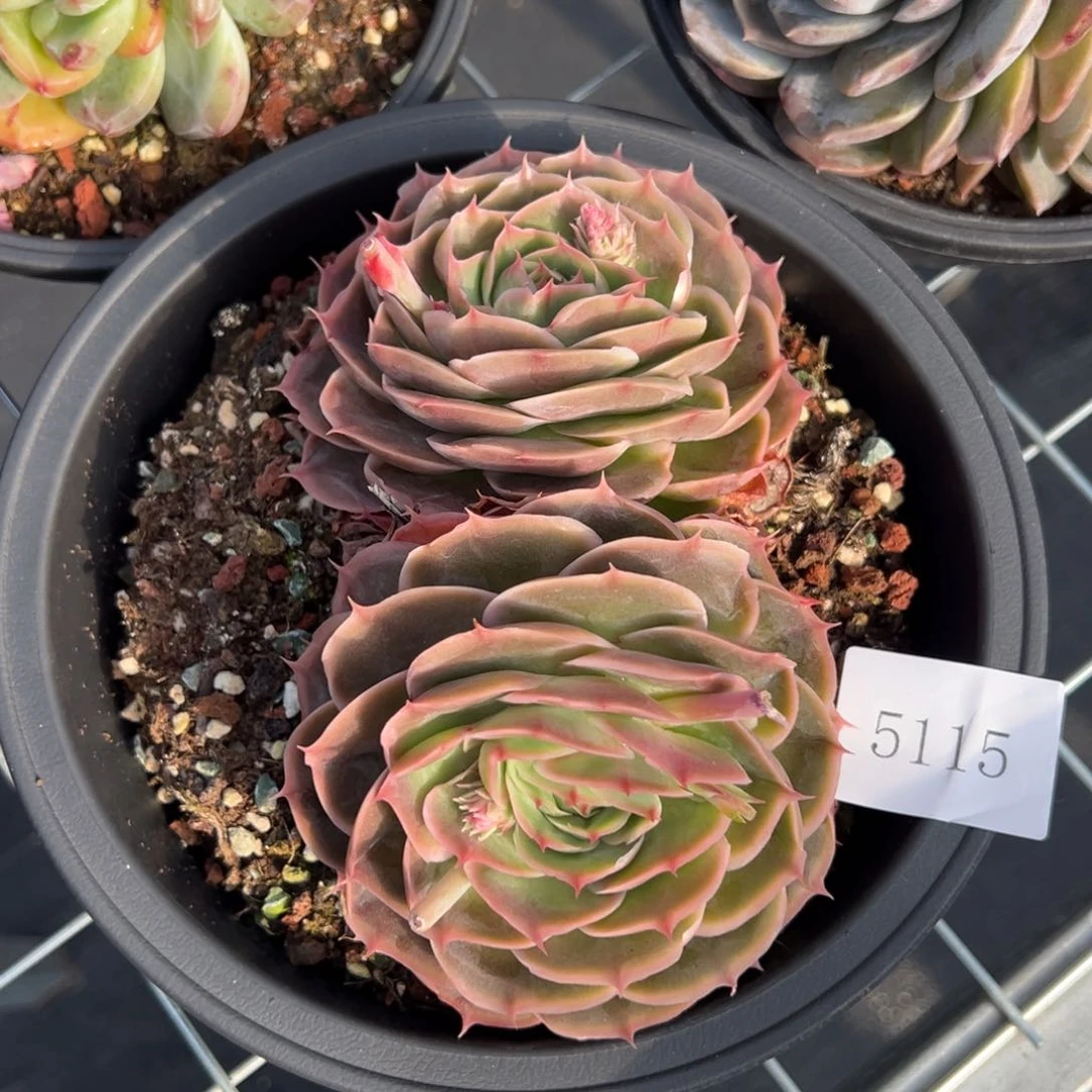 金*5115不包整肉肉肉肉肉肉肉