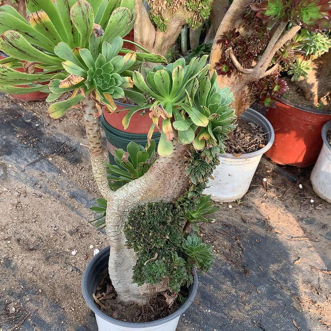 微瑕原始绿缀化了