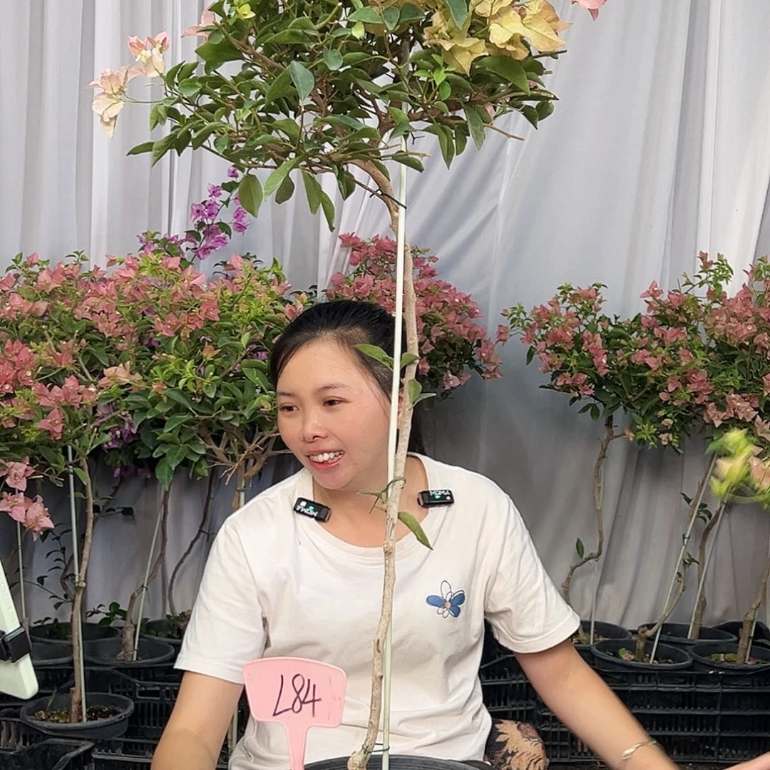 猴****当前无花栽培后可以开花L84卡亚塔