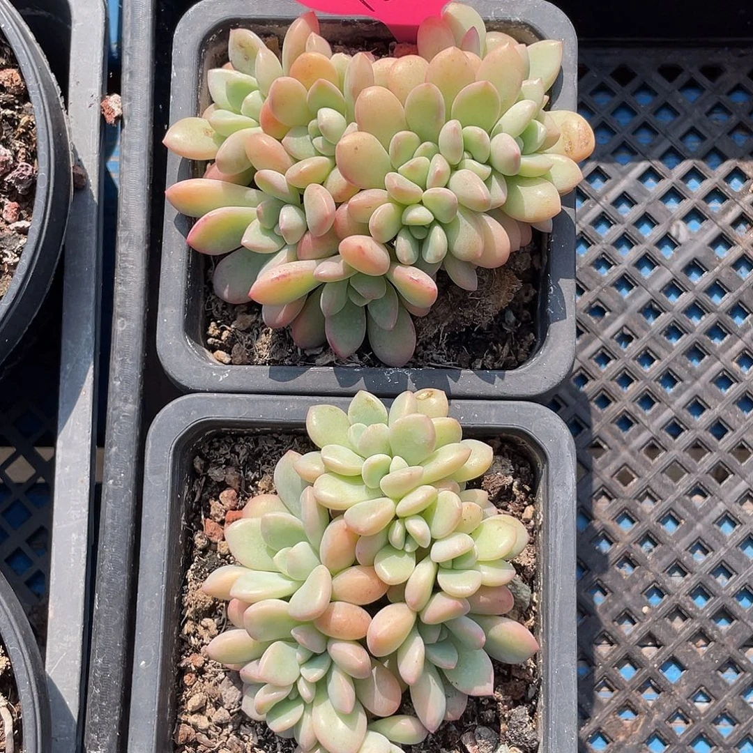 两盆冰清玉洁朵朵缀化58