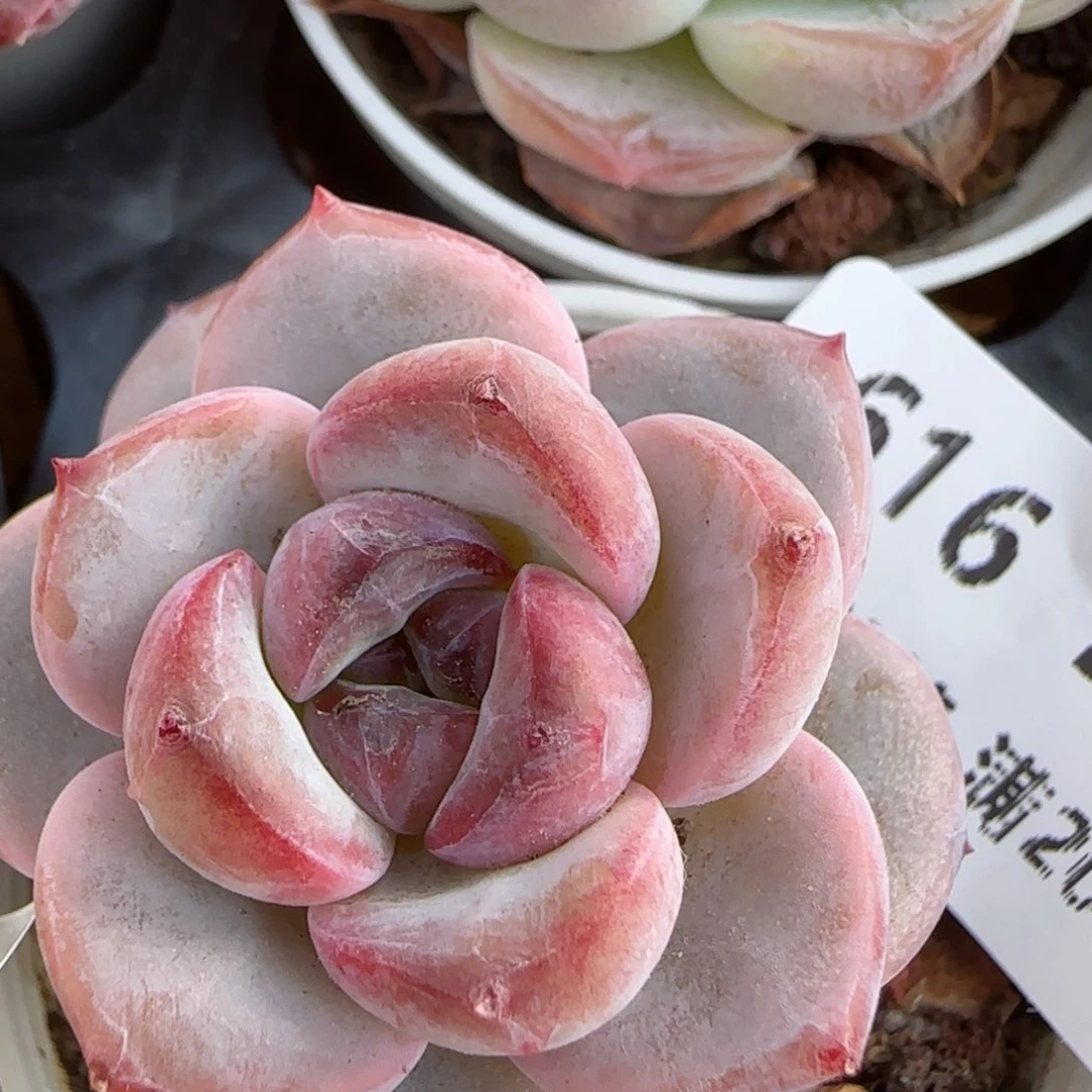 花语逸镜0213-616