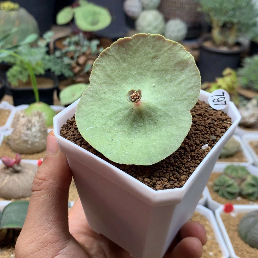 小酒杯小雨伞带盆