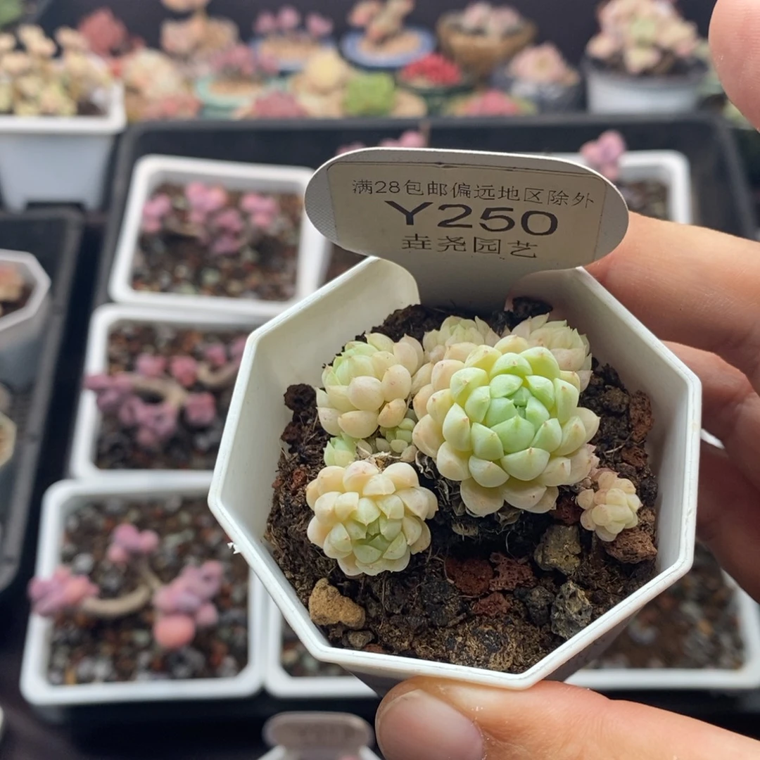 0250 羊酯球 5cm