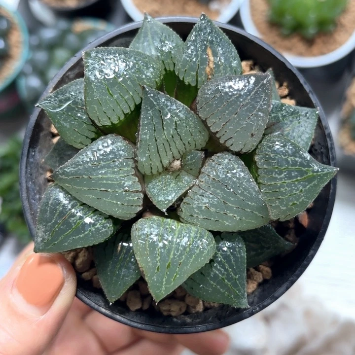 母本香瓜岛多肉植物