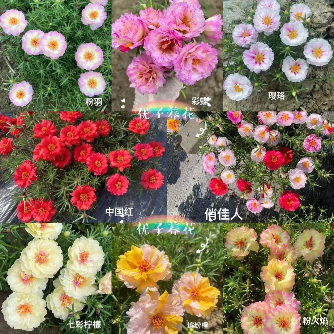 带根小苗混发结种子重瓣8-15色太阳花庭院盆栽阳台种植