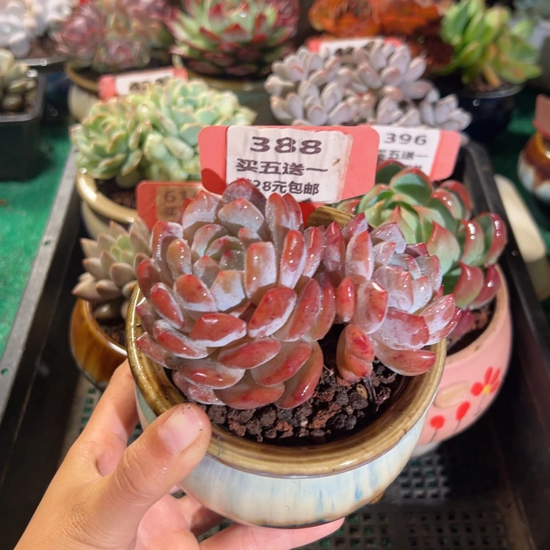 表妹精品多肉植物388.