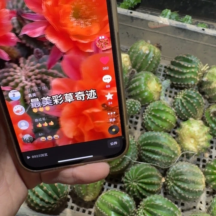 308彩草奇迹歪无根侧牙4公分左右,20包邮
