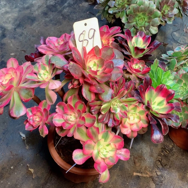 89嫁接多肉一物一拍