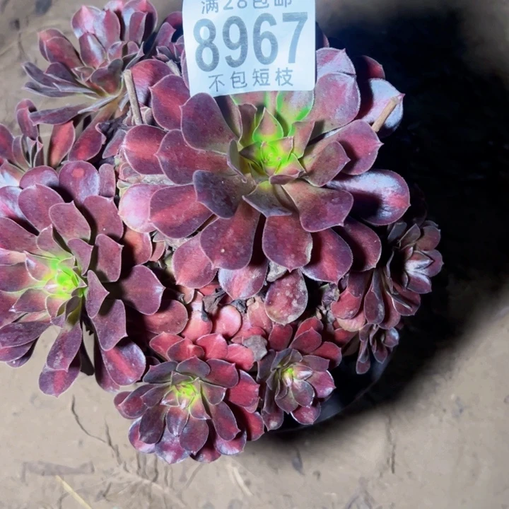 红日多肉植物法师8967