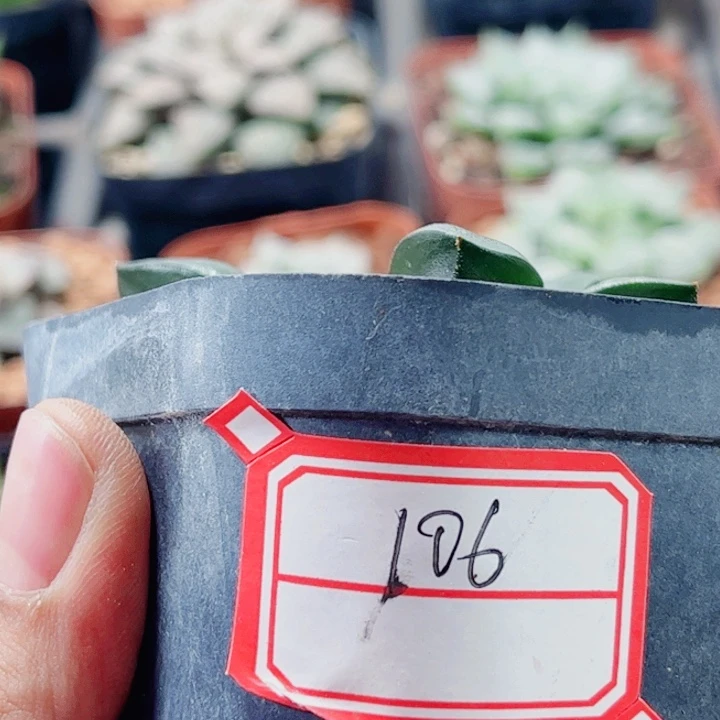 刘***牛十二卷 实生寿 特选福利