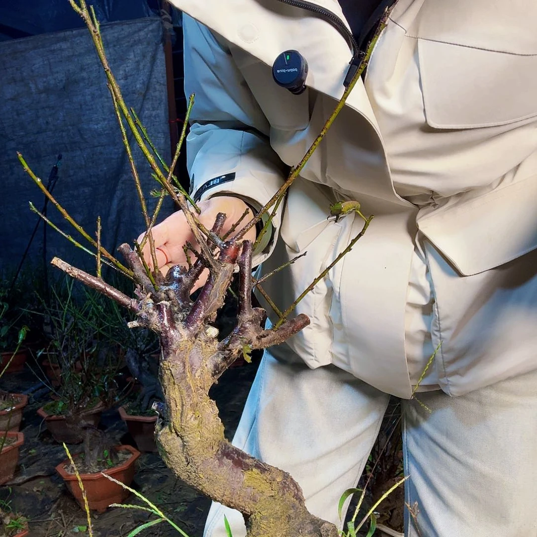 全部花朵梅花梅花花