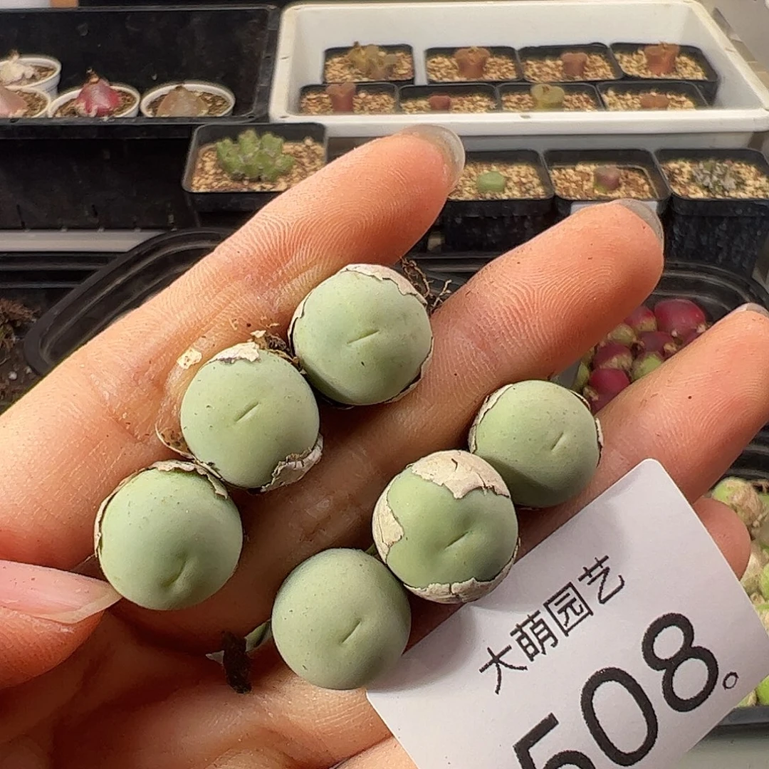 一物一拍           508