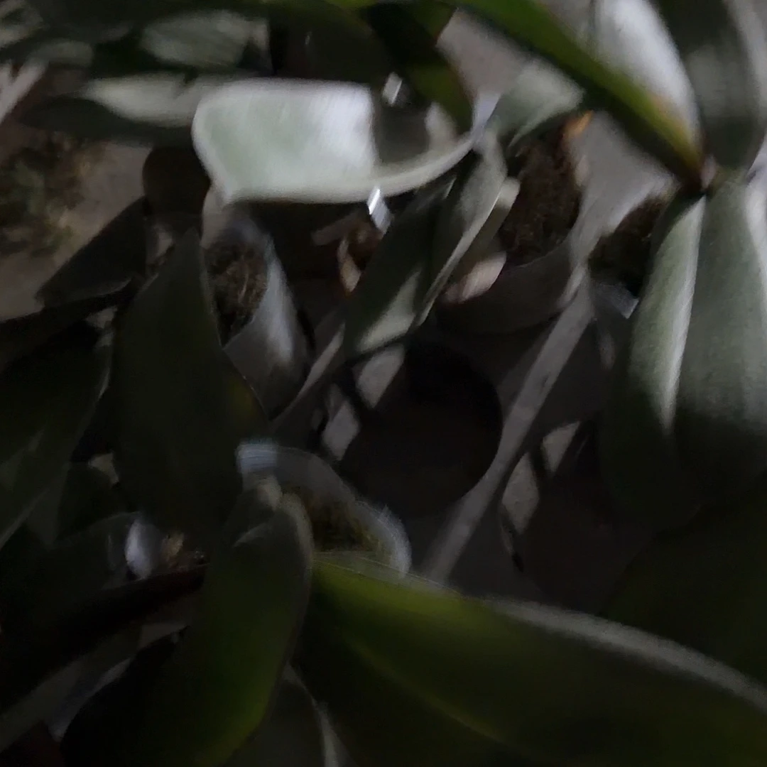 无花朵3.5寸牛记黑脸处理苗