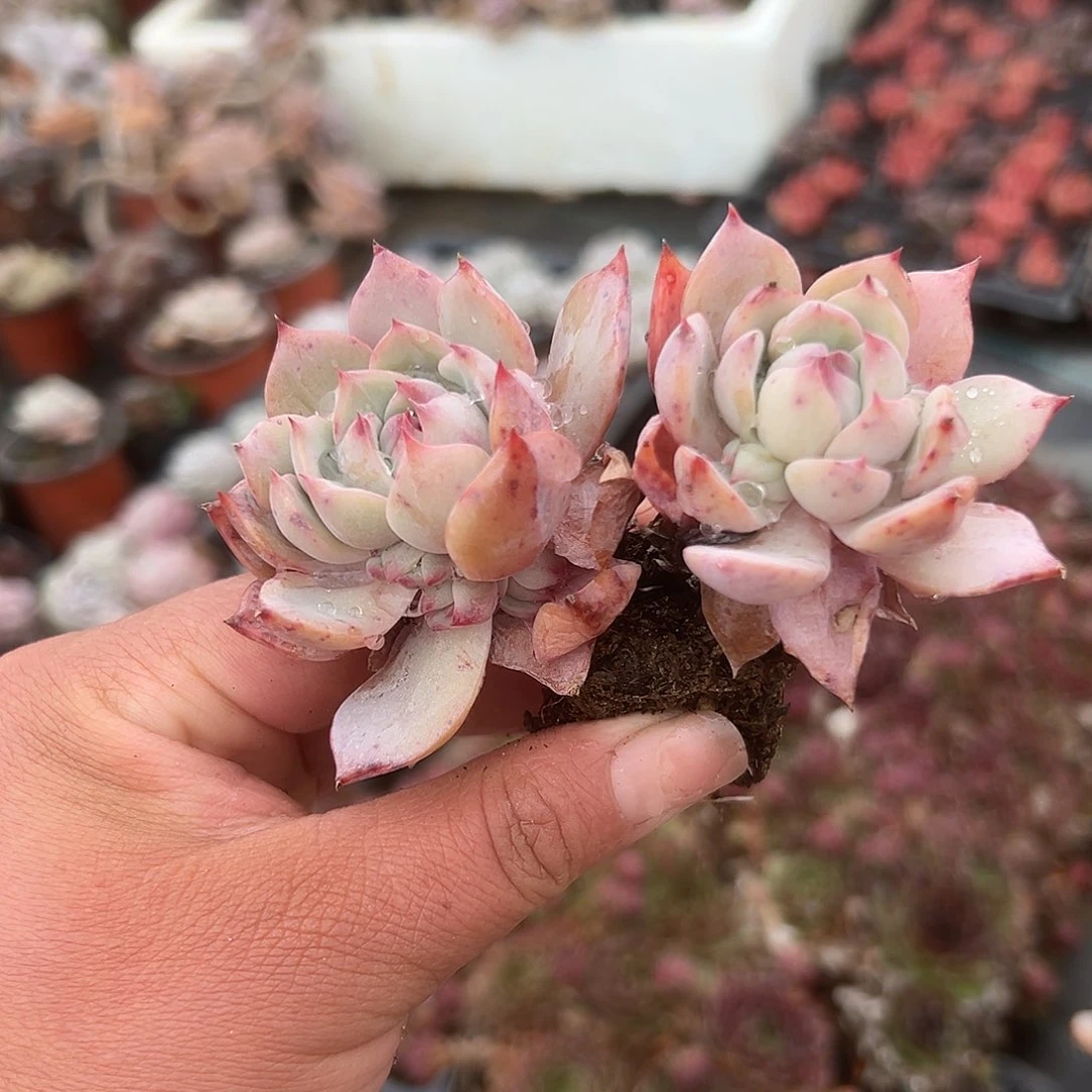 多肉植物多肉植物
