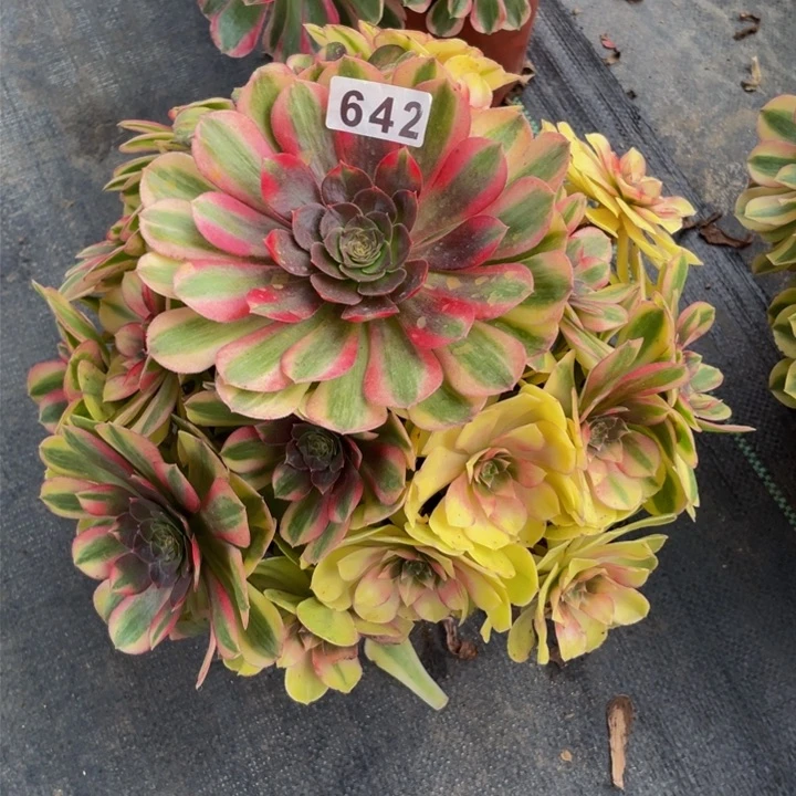 542老庄多肉法师雨荷