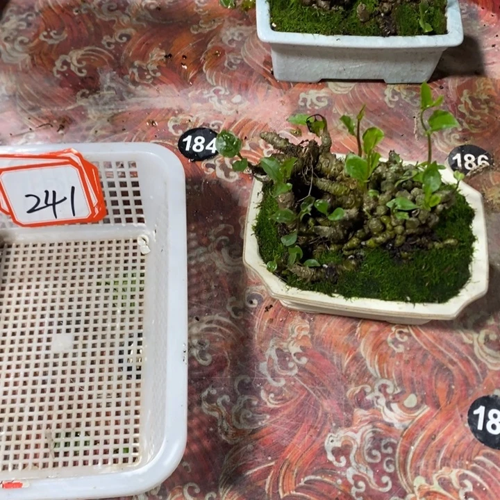 山***徊无花朵退款拉黑拉黑241