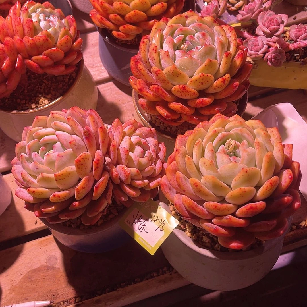 快**溢橙梦露一组3颗脱土