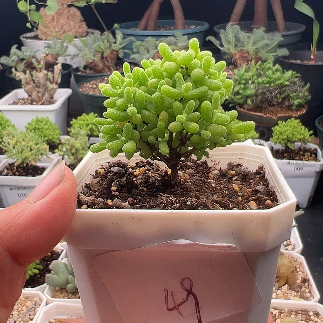 49号密橘糖球10.18多肉