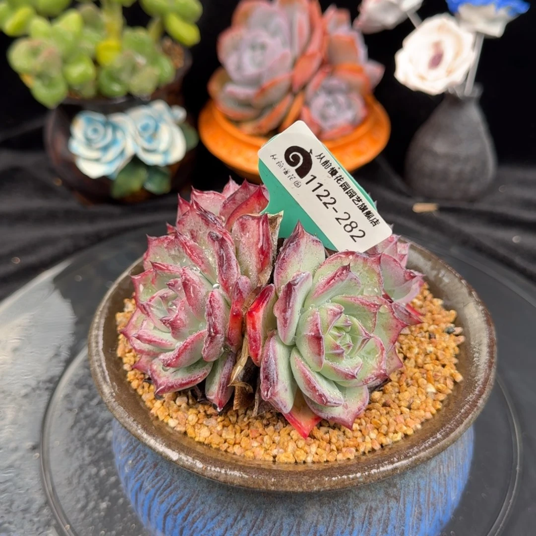 从前慢花园多肉编号1122-282