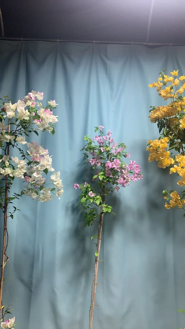 三角梅盆栽四季开花好养带花苞重瓣垂丝阳台庭院绿植