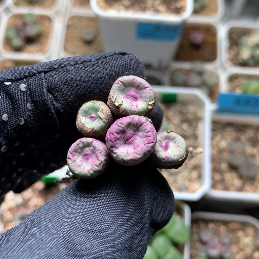 a990红嘴母本一颗