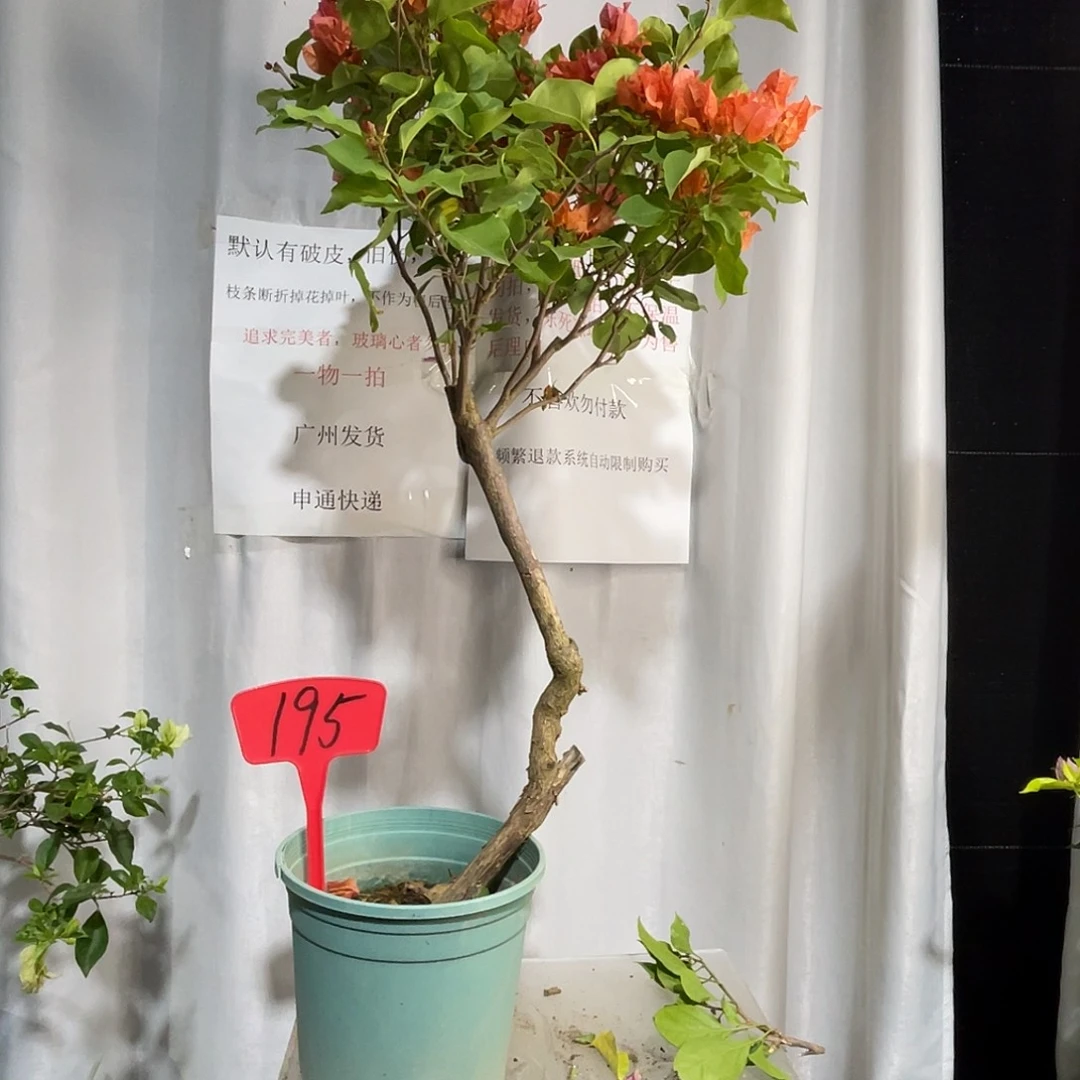 当前无花栽培后可以开花195绿叶橙桩，有旧伤破皮