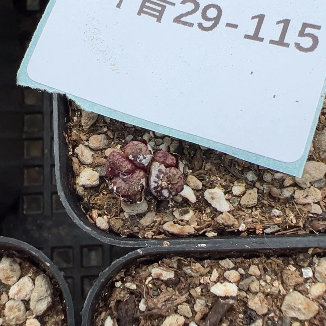 29-115量拍小飞一群