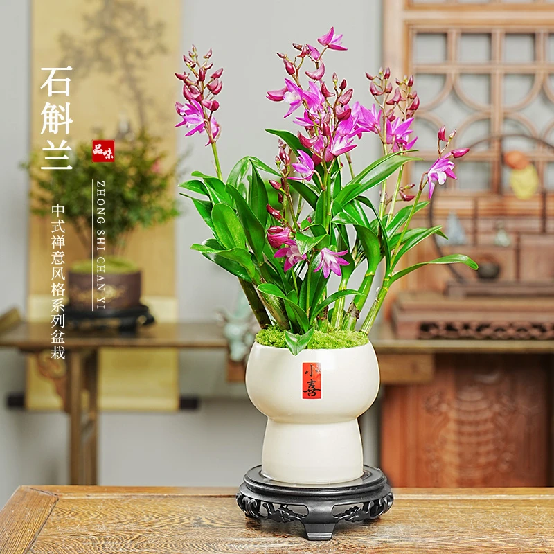 香水石斛兰带花苞室内好养桌面花卉绿植盆栽兰花
